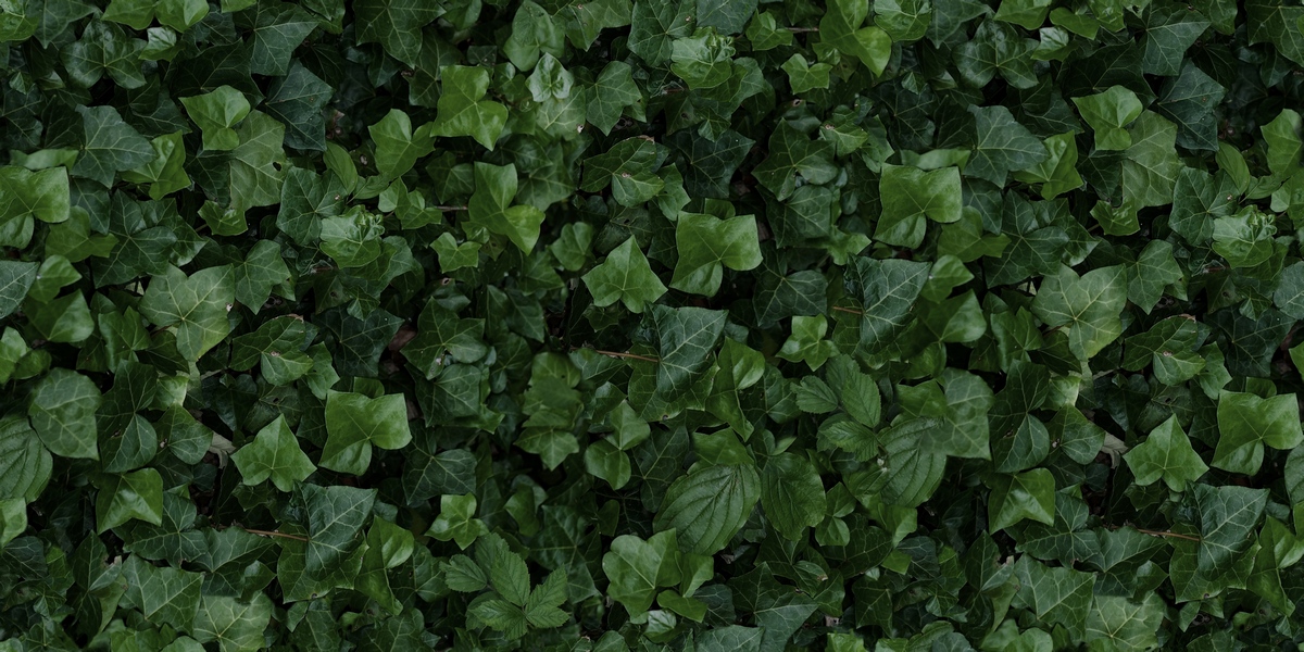 Керамическая плитка Paper41 Pro Jane E 50x100