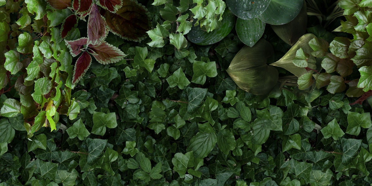 Керамическая плитка Paper41 Pro Jane D 50x100