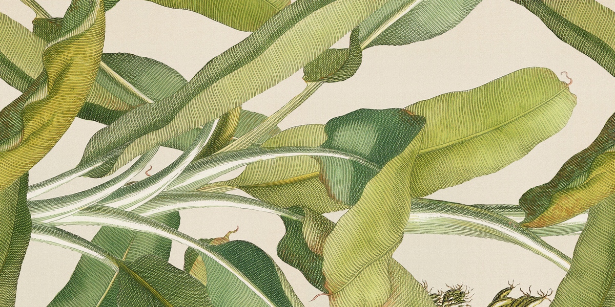 Керамическая плитка Paper41 Pro Musa 50x100