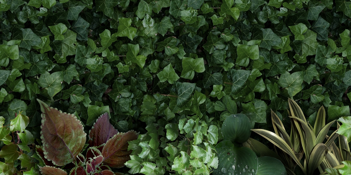 Керамическая плитка Paper41 Pro Jane A 50x100