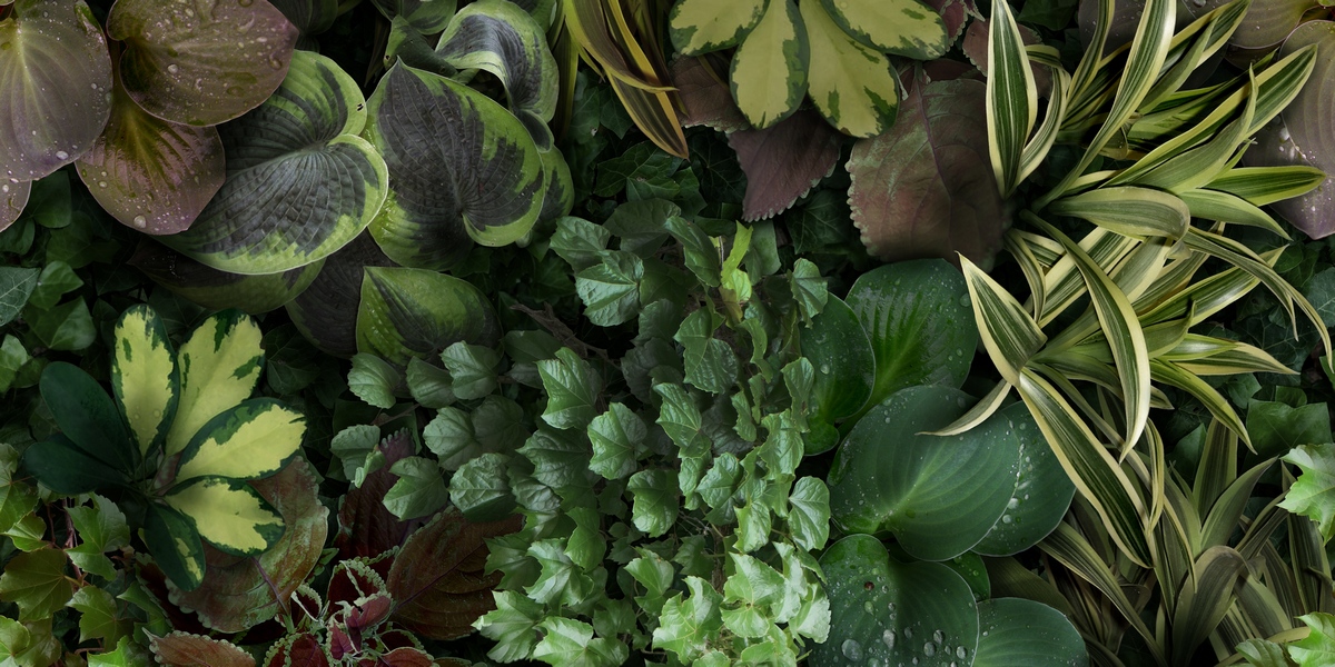 Керамическая плитка Paper41 Pro Jane C 50x100